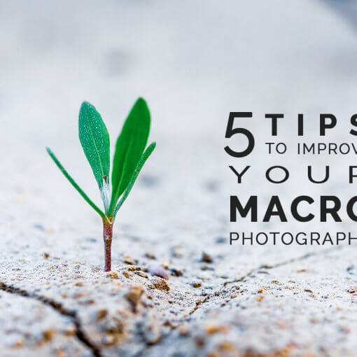 macro-photography-featured